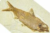Detailed Fossil Fish (Knightia) - Wyoming #367460-1